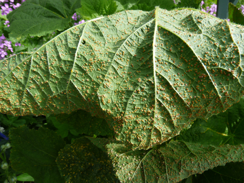 Hollyhock rust